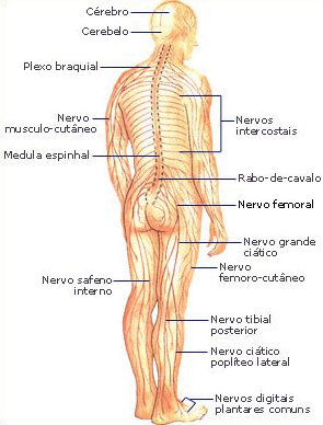 sistema nervoso