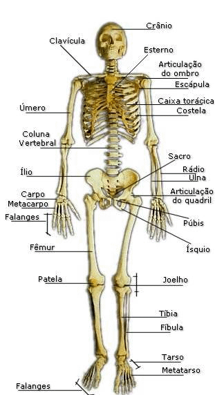 sistema osseo