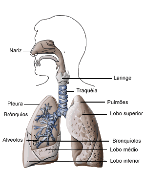 sistema respiratorio